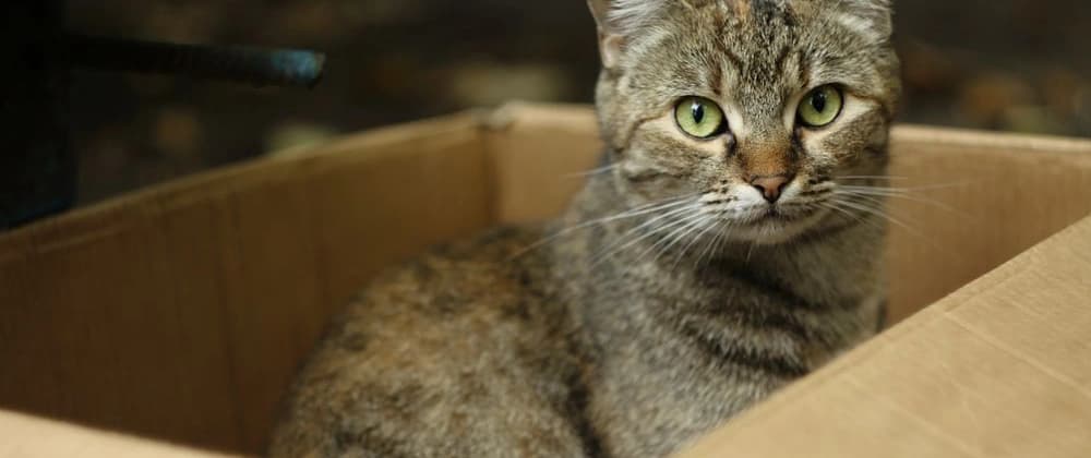 Dynamic Head-Out Image Box Using React + Tailwind CSS